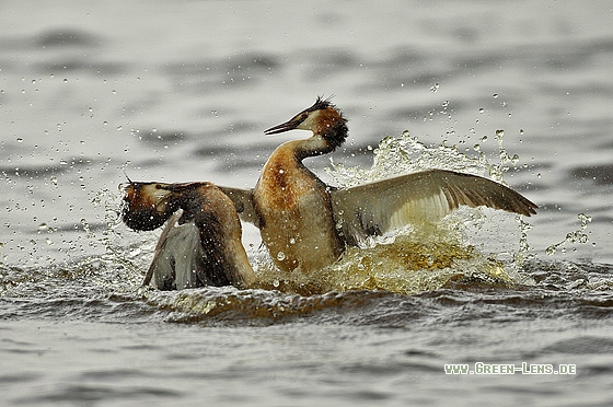 Haubentaucher - Copyright Stefan Pfützke