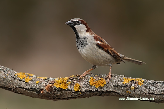 Haussperling - Copyright Stefan Pfützke