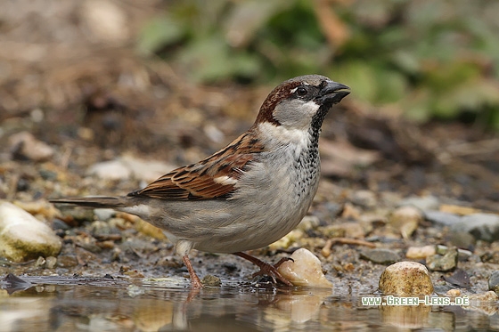 Haussperling - Copyright Stefan Pfützke