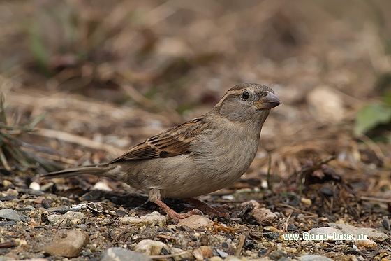 Haussperling - Copyright Stefan Pfützke