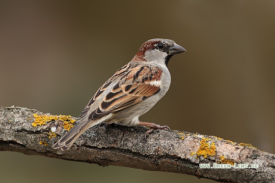 Haussperling - Copyright Stefan Pfützke