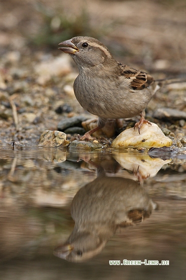 Haussperling - Copyright Stefan Pfützke