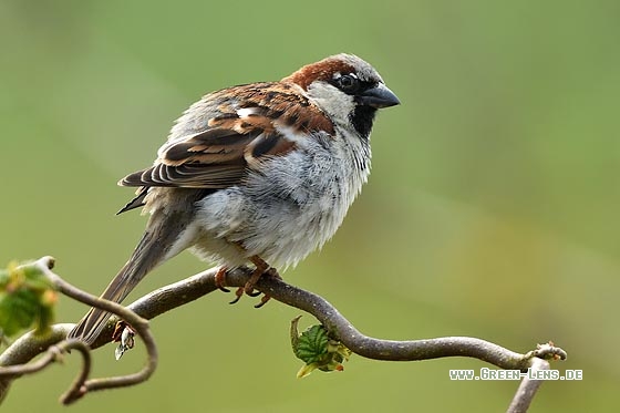 Haussperling - Copyright Stefan Pfützke