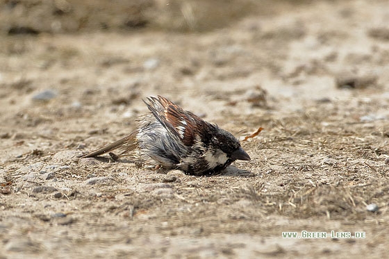 Haussperling - Copyright Stefan Pfützke