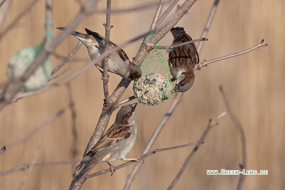 Haussperling - Copyright Mathias Putze