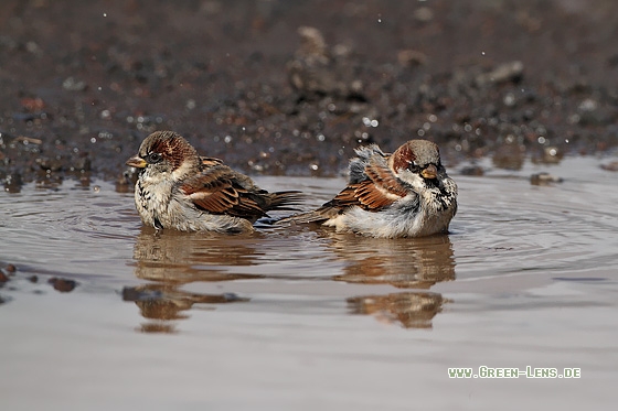 Haussperling - Copyright Stefan Pfützke