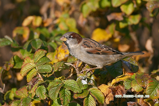 Haussperling - Copyright Stefan Pfützke