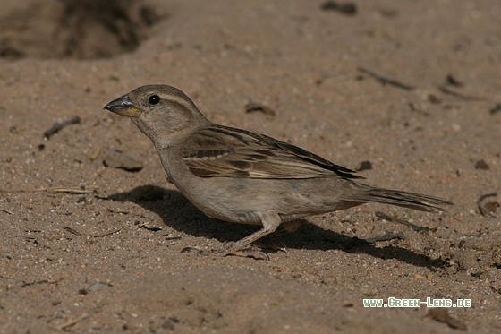 Haussperling - Copyright Stefan Pfützke