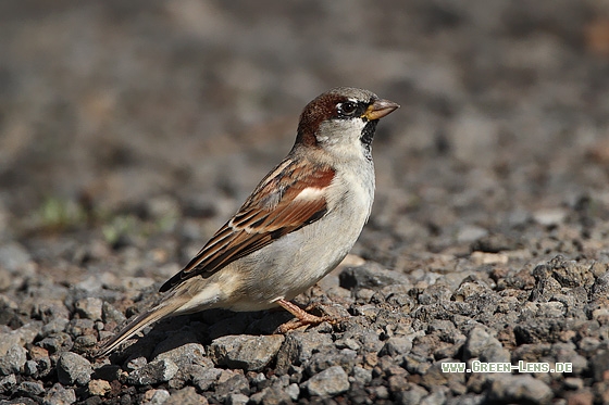 Haussperling - Copyright Stefan Pfützke