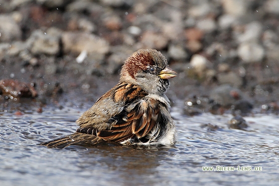 Haussperling - Copyright Stefan Pfützke