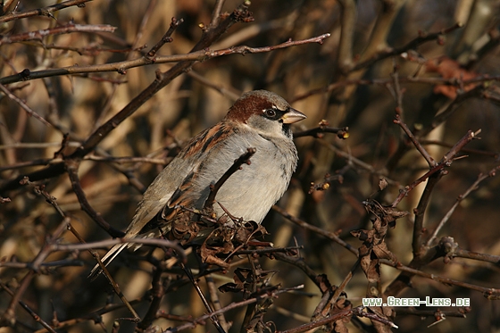 Haussperling - Copyright Stefan Pfützke