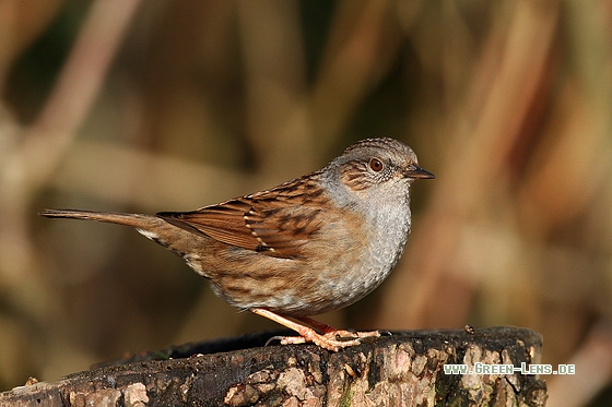 Heckenbraunelle - Copyright Stefan Pfützke