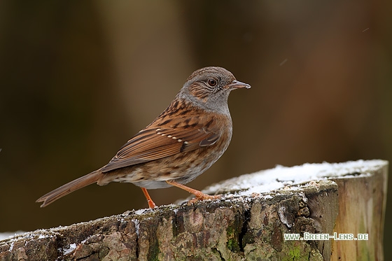 Heckenbraunelle - Copyright Stefan Pfützke