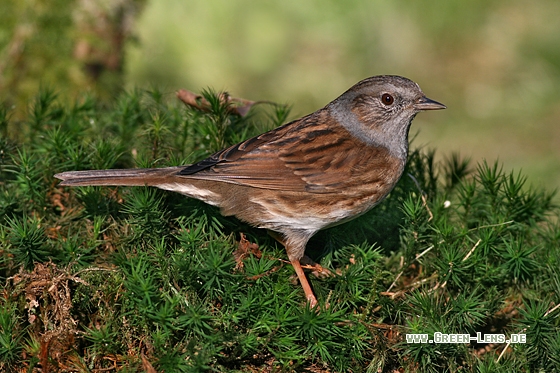 Heckenbraunelle - Copyright Stefan Pfützke