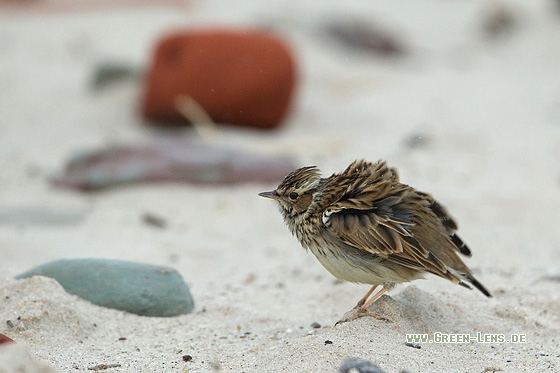 Heidelerche - Copyright Mathias Putze