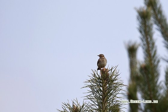 Heidelerche - Copyright Mathias Putze