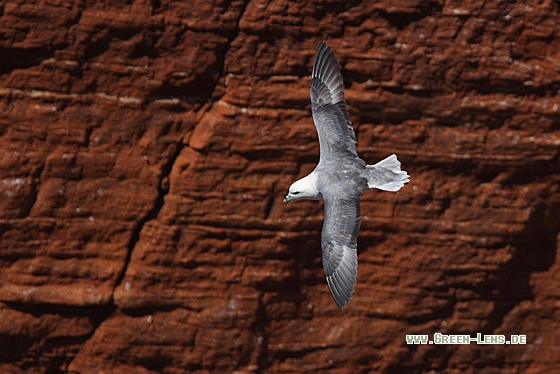 Eissturmvogel - Copyright Christoph Moning