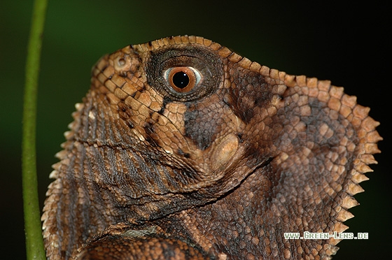 Helmleguan - Copyright Christian Gelpke