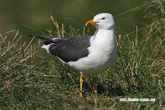 Heringsmöwe - Copyright Stefan Pfützke
