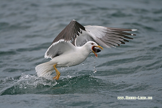 Heringsmöwe - Copyright Stefan Pfützke