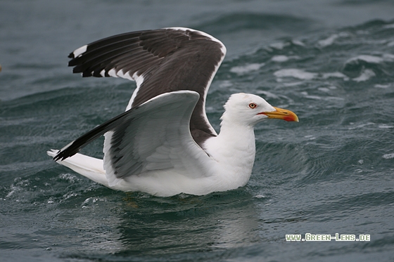 Heringsmöwe - Copyright Stefan Pfützke