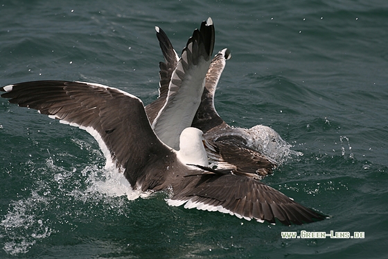 Heringsmöwe - Copyright Stefan Pfützke