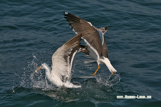 Heringsmöwe - Copyright Stefan Pfützke