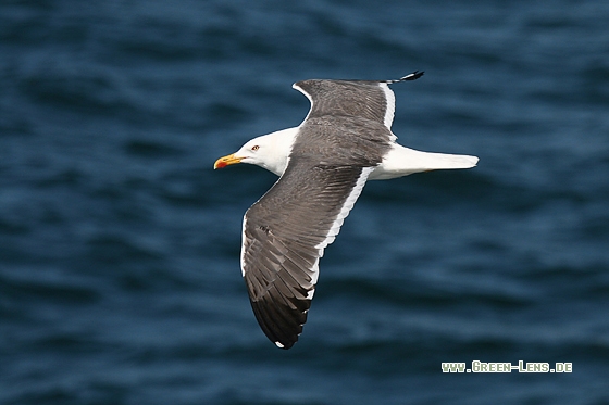 Heringsmöwe - Copyright Stefan Pfützke