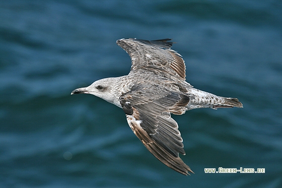 Heringsmöwe - Copyright Stefan Pfützke