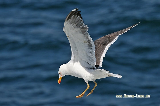 Heringsmöwe - Copyright Stefan Pfützke