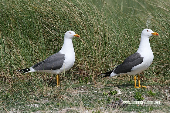 Heringsmöwe - Copyright Stefan Pfützke