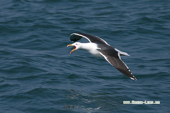 Heringsmöwe - Copyright Stefan Pfützke