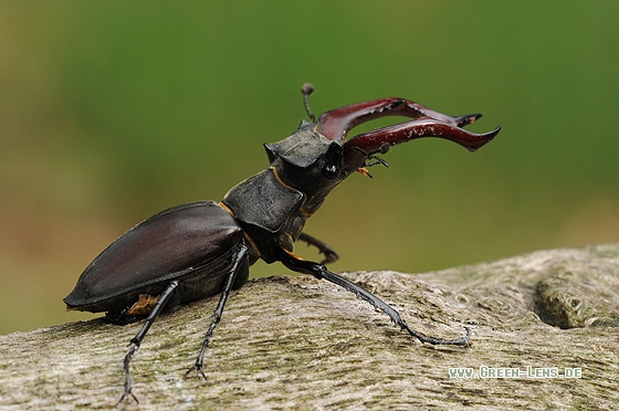 Hirschkäfer - Copyright Christian Gelpke