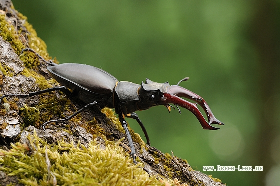 Hirschkäfer - Copyright Christian Gelpke