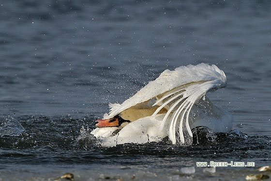 Höckerschwan - Copyright Stefan Pfützke