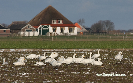 Zwergschwan - Copyright Christoph Moning