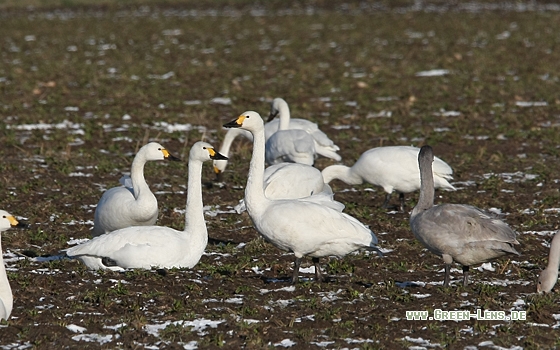 Zwergschwan - Copyright Christoph Moning