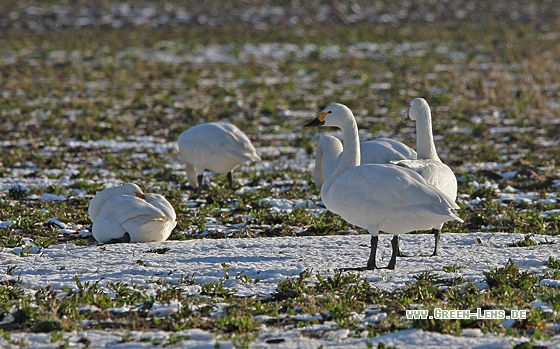 Zwergschwan - Copyright Christoph Moning