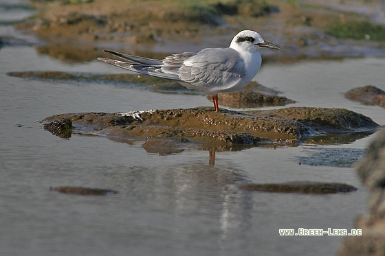 Forsterseeschwalbe - Copyright Stefan Pfützke