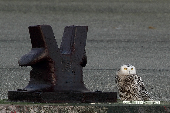 Schnee-Eule - Copyright Stefan Pfützke