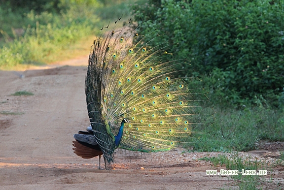 Pfau - Copyright Christoph Moning