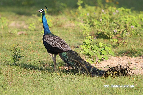 Pfau - Copyright Christoph Moning