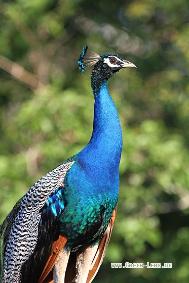 Pfau - Copyright Christoph Moning