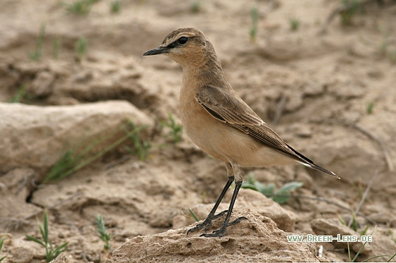 Isabellsteinschmätzer - Copyright Stefan Pfützke