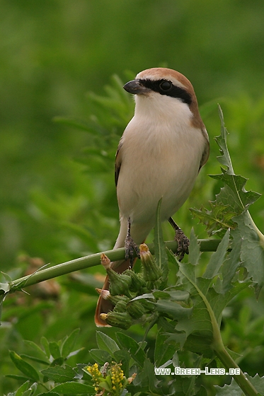 Isabellwürger, Turkestanwürger - Copyright Stefan Pfützke