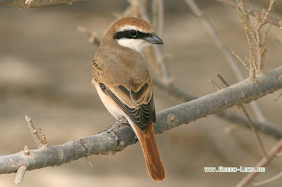 Isabellwürger, Turkestanwürger - Copyright Stefan Pfützke