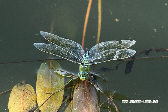 Große Königslibelle - Copyright Stefan Pfützke