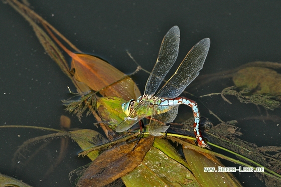 Große Königslibelle - Copyright Stefan Pfützke