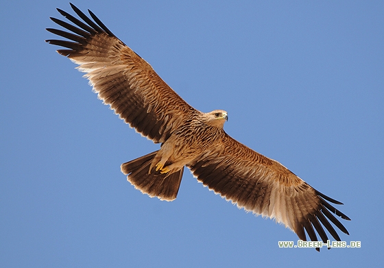 Kaiseradler - Copyright Christian Gelpke