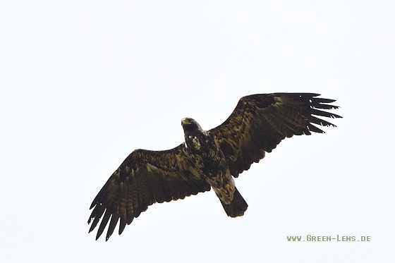 Kaiseradler - Copyright Stefan Pfützke